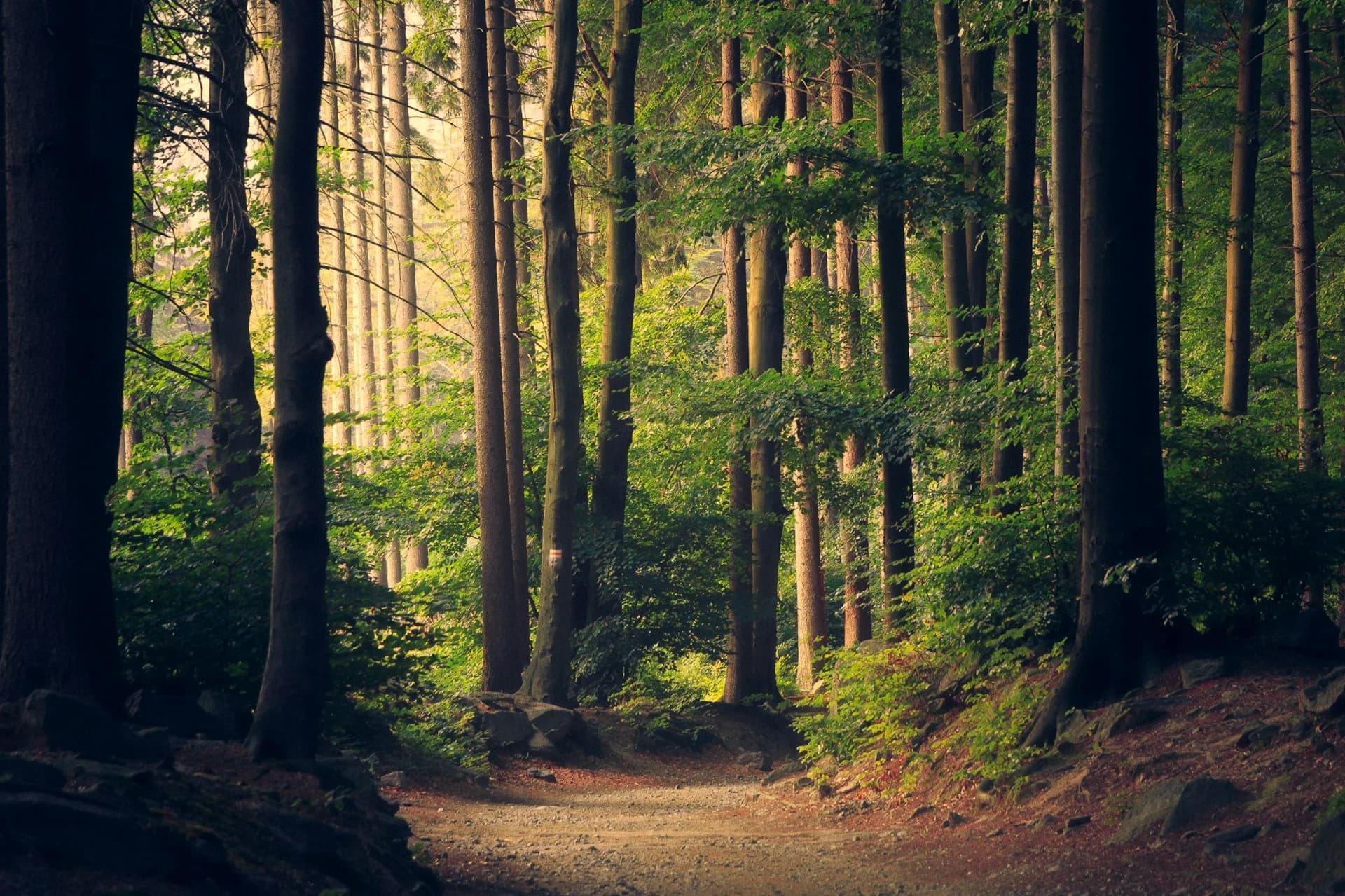 An empty forest trail in the foothills